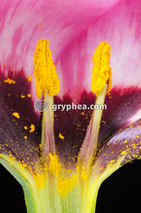 Lisianthus (Eustoma grandiflorum) - Fleur en CL - Etamines et pollen (détail) - gryphea.org